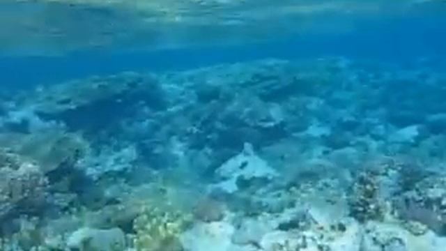 Египет красное море акула смотреть онлайн