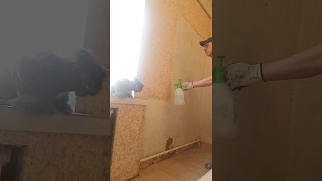 Удаление жидких обоев со стен (дом и ремонт) смотреть онлайн