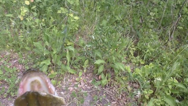 щука на живца на поплавок смотреть онлайн