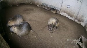 Нутрия РОЖАЕТ !!!