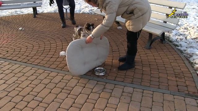 Упражнение с миской, щенок шелти, дрессировка воспитание развитие смотреть онлайн