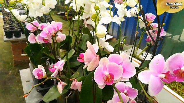 Beautiful Orchid Flowers - Dendrobium Orchid Collections | Orchid Plant
