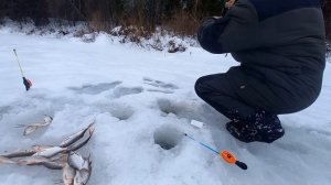 Только Поставил Косынки. Крупная Плотва. Рыбалка на Косынок и Удочку.