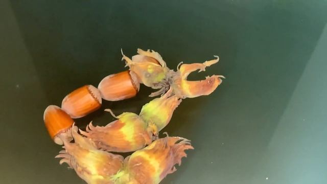 ФУНДУК в БЕЛАРУСИ. ЛУЧШИЙ ДЕСЕРТНЫЙ СОРТ  ВЕББА ЦЕННЫЙ ответы на вопросы #фундук#сад #дача#обзор