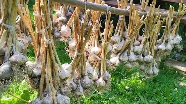 Как сохранить чеснок до весны.Сроки уборки чеснока в Подмосковье.Сроки посадки под зиму. смотреть онлайн