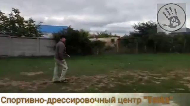 Дрессировка хаски :) дрессировка собак смотреть онлайн