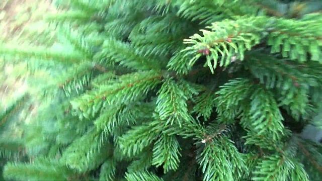 Пихта Нордмана срезанная 05165 смотреть онлайн