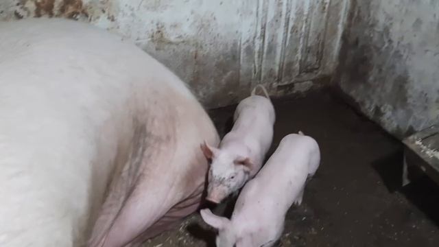 //Мои дворовые Они реально крутые-это не Петрены и не Дюрки//Бегимотики рулят они есть и у Дашухи// смотреть онлайн