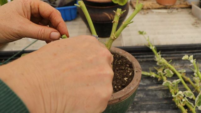 Pelargoniju sagatavošana ziemai & pārziemināšana. смотреть онлайн