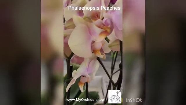 Phalaenopsis Peaches