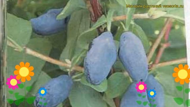 Жимолость съедобная Снегирь. Краткий обзор, описание характеристик lonicera edulis Snegir смотреть онлайн