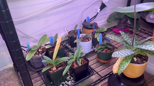 Orchid Collection Update - My Growspace, April 2022… Pt. I - Paphiopedilums, The Paphs смотреть онлайн