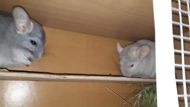 Как Купить Шиншиллу Носителя Ценного Гена и не попасть к мошенникам!!! смотреть онлайн