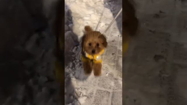 Мальтипу на прогулке🐈🐕🥰 смотреть онлайн