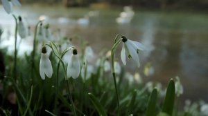 П.И.Чайковский - "Сентиментальный вальс" -  Tchaikovsky "Valse Sentimentale"