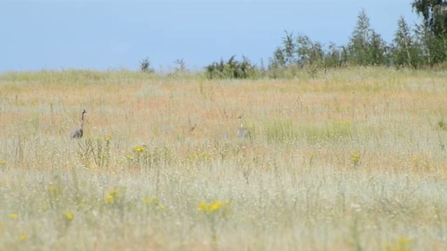 Серые журавли Grus grus смотреть онлайн