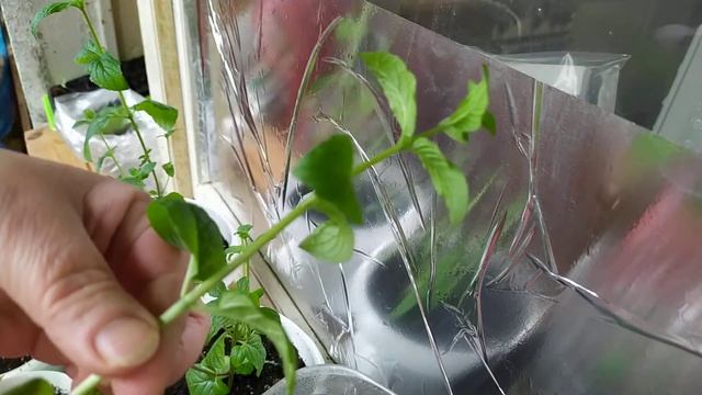 Домашние Животные и Их Уход