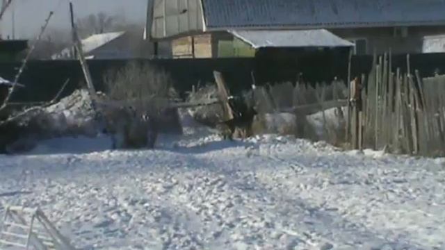 большой и страшный Люк бегает по участку смотреть онлайн