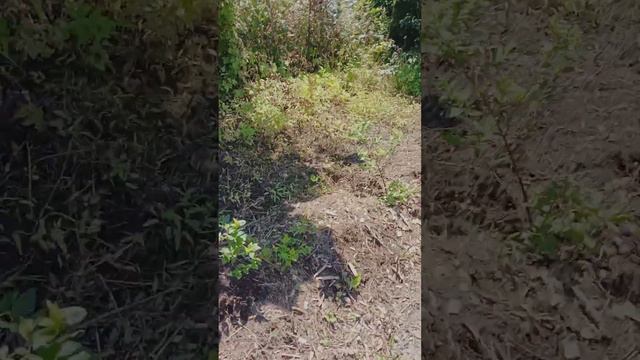 Рост свежепосаженных кустов голубики сорта дюк и река... смотреть онлайн