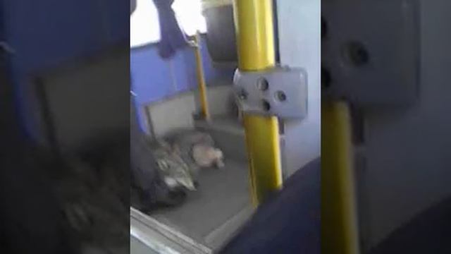 Жесть. Только в Омске могут приручить волка смотреть онлайн
