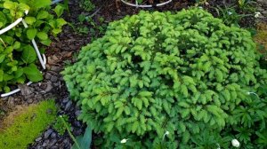 Ель европейская карликовая  (лат. Picea abies) Nidiformis