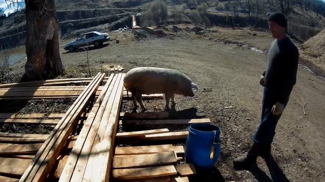 ??Всем на Свете нужен дом - даже поросятам!??Еveryone needs a home even the piglets! п.Кусья-висячк смотреть онлайн