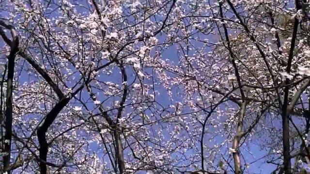 Встречайте, - маэстро Дэн Адамс