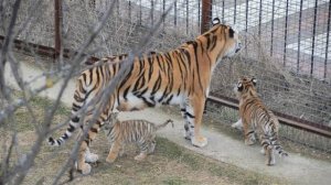 ТИГРИНАЯ  БАНДА в Парке Львов Тайган.Крым