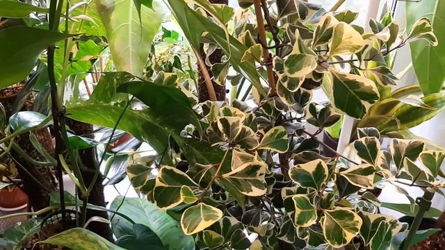 БОЛЬШОЙ МЕГА ОБЗОР РАСТЕНИЙ ИЮЛЬ 2022 / МОЯ КОЛЛЕКЦИЯ РАСТЕНИЙ В САНКТ-ПЕТЕРБУРГЕ смотреть онлайн