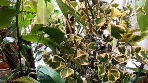 БОЛЬШОЙ МЕГА ОБЗОР РАСТЕНИЙ ИЮЛЬ 2022 / МОЯ КОЛЛЕКЦИЯ РАСТЕНИЙ В САНКТ-ПЕТЕРБУРГЕ