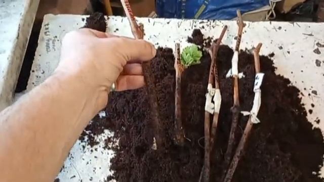 НАСТОЛЬНАЯ ПРИВИВКА винограда почкой на черенок и укоренение Хеллоуина смотреть онлайн