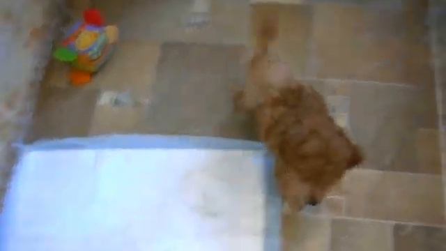 Ной и Нуто, красный и абрикосовый щенки, д. р. 20.11.2016 г. смотреть онлайн