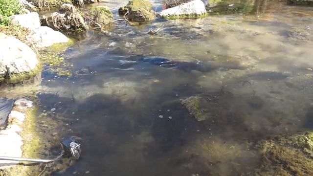 Black Mamba Catching Big Fish | Episode 9- Black Mamba: Born to Hunt смотреть онлайн