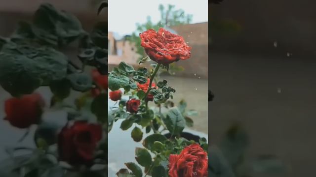 Лера Астрооберег, делает прогноз за 25 мая. Смотреть сейчас! смотреть онлайн