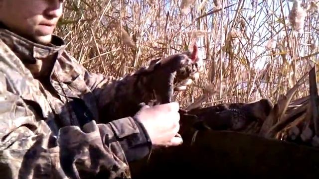 T and E duck hunting adventures: finally birds смотреть онлайн