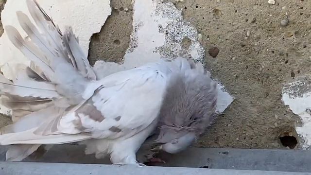 Голуби павлины. Индийские павлины 2020. Indian Fantail Pigeon