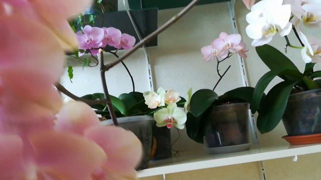 МОЯ ЖИЗНЬ - МОИ ПРАВИЛА! ✌️ЦВЕТЕНИЕ ОРХИДЕЙНОГО ДЕРЕВА😀👍❤️❣️💥🦋#phalaenopsis #orhids #orjidea #flor смотреть онлайн