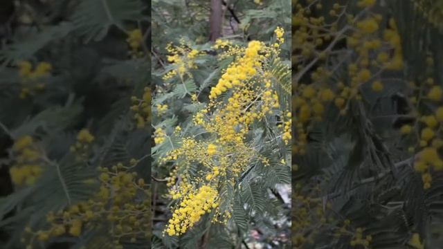 КАК РАСТЕТ МИМОЗА смотреть онлайн