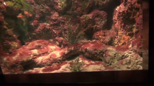 Сочи. Океанариум смотреть онлайн