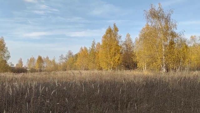 Тест основной камеры Vivo V20