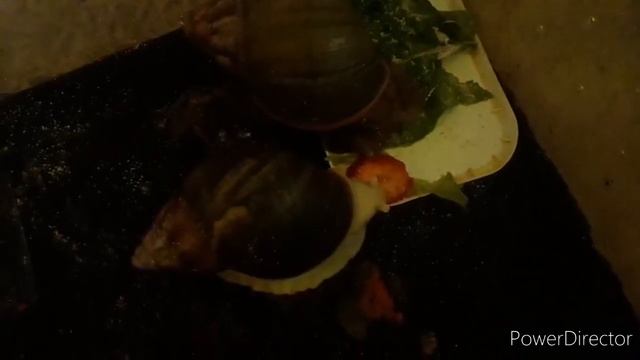 Первая кладка Вентрикоз!!! Уборка у Милки и Каштана??? смотреть онлайн