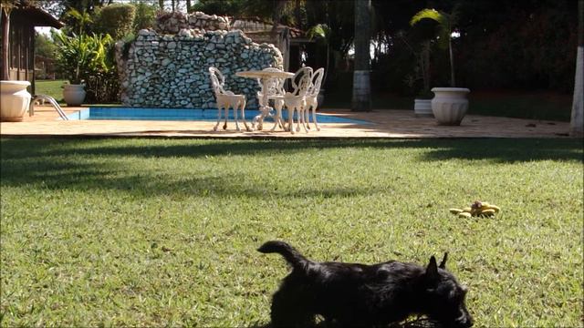 Scottish Terrier Yala Kennel Macho 01 смотреть онлайн