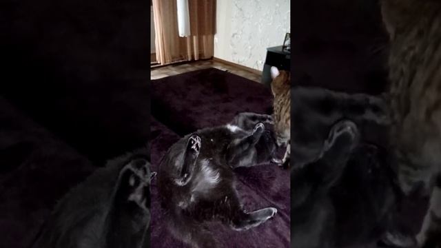Вечерняя разминка. ? смотреть онлайн