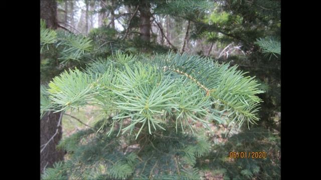 WHITE FIR (ABIES CONCOLOR) APACHE NATIONAL FOREST ARIZONA смотреть онлайн