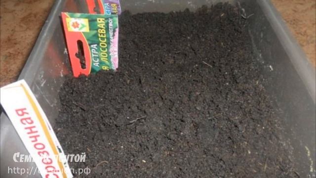 Когда сажать астры на рассад смотреть онлайн