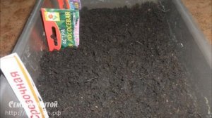 Когда сажать астры на рассад