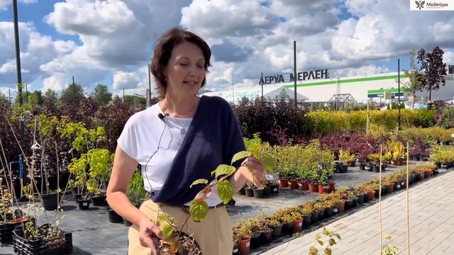 АКТИНИДИЯ посадка и уход. Почему НЕ РАСТЁТ актинидия у вас?