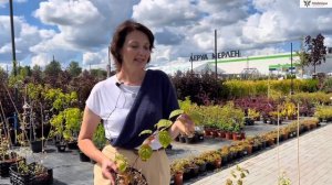 АКТИНИДИЯ посадка и уход. Почему НЕ РАСТЁТ актинидия у вас?