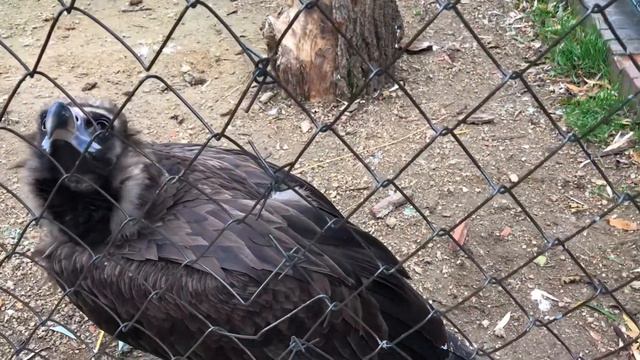 Черный гриф смотреть онлайн