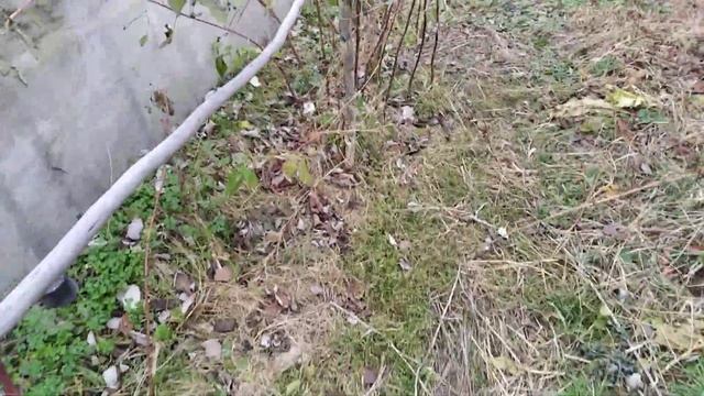 как лучше обрезать малину осенью.@zhuravskiy6 смотреть онлайн